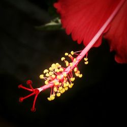 Close-up of pink flowers