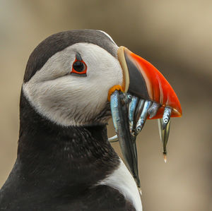 Close-up of a bird