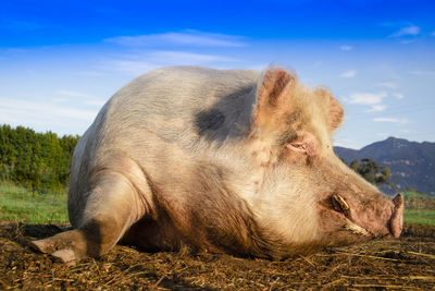 Close-up of a pig resting on the field against sky 