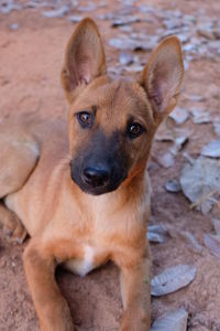 Close-up portrait of a dog