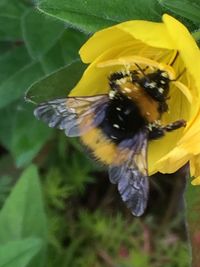 Close-up of bee pollinating on yellow flower