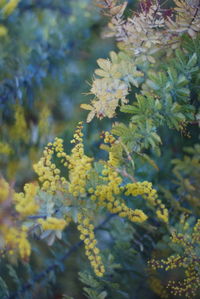 Close-up of yellow flowering plant