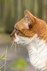 Close-up of cat looking away