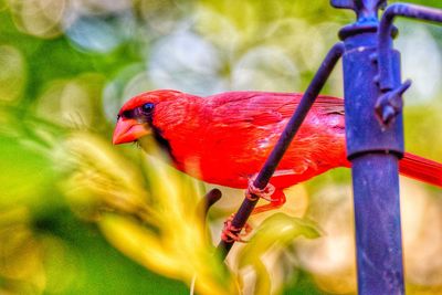 Close-up of bird perching on plant