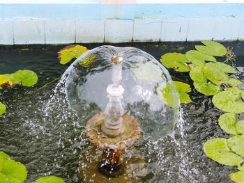 High angle view of turtle in water