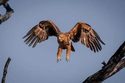 Low angle view of bird flying against clear sky