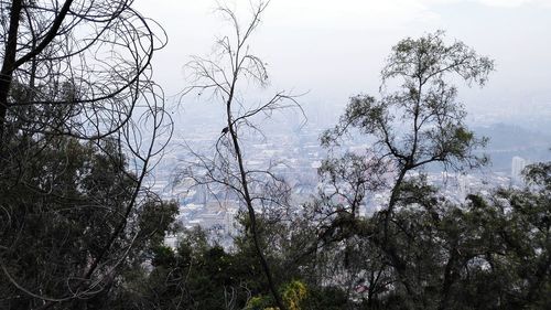 Low angle view of trees against sky