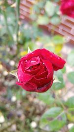 Close-up of red flower against blurred background