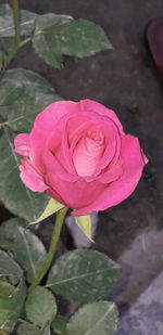 Close-up of pink rose