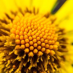 Close-up of sunflower