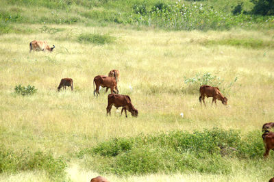 Horses in a field