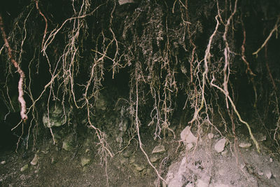 Close-up of bare tree in forest