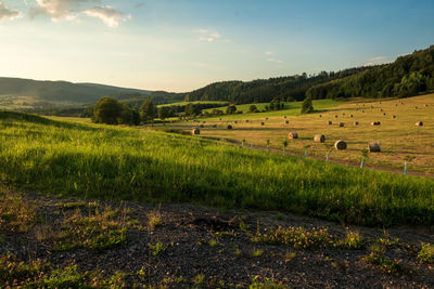 Scenic view of field against sky