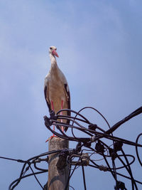 Low angle view of bird perching on cable against clear sky