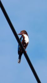 Low angle view of bird perching against clear sky