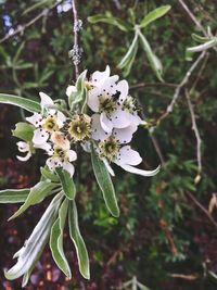 Close-up of fresh white flowers on tree