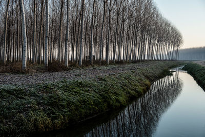 Scenic view of forest against sky