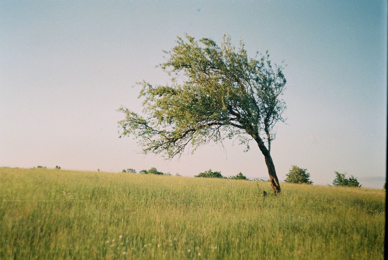 TREE ON FIELD AGAINST SKY