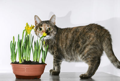 Domestic cat sniffs spring flowers daffodils growing in a pot
