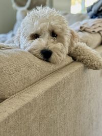pet
