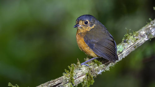 Close-up of bird perching on branch