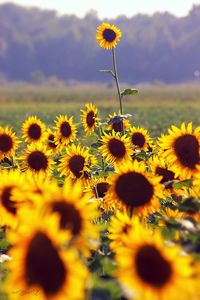 Close-up of sunflowers growing on land