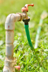 Close-up of faucet on plant in field