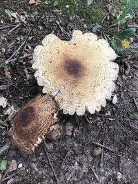 High angle view of mushroom growing on field