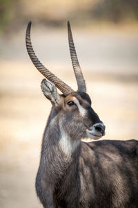 Close-up of male common waterbuck with catchlight