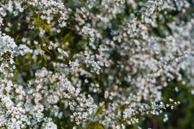 Close-up of white cherry blossom tree