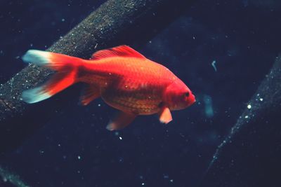 Goldfish swimming 