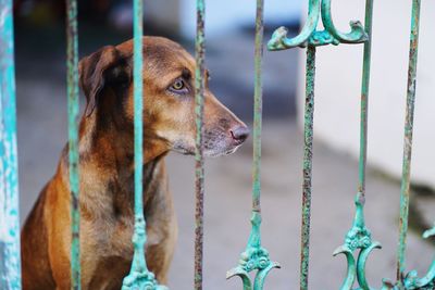 Close-up of a dog looking away