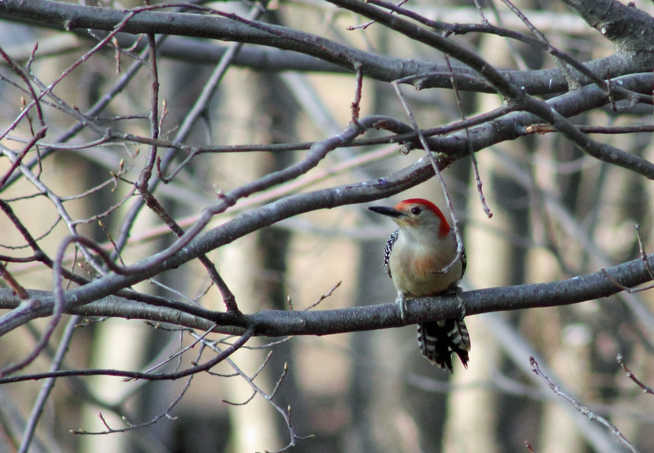 Red-bellied woodpecker