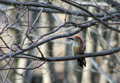 Bird perching on branch