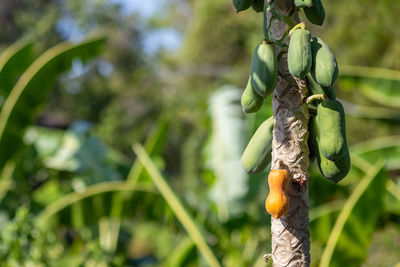 Close-up of fruits hanging on plant