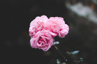 Close-up of pink rose