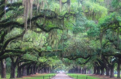 Road passing through forest