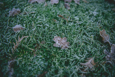 Close-up of mushrooms growing on field