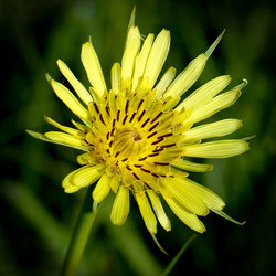 Close-up of yellow flower