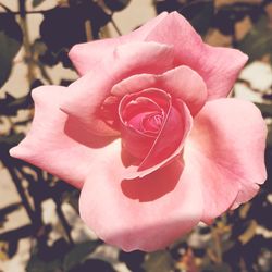 Close-up of pink rose