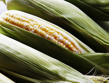 Close up of fresh sweet corn