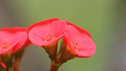 Close-up of pink flowers