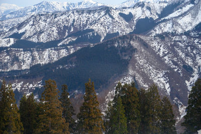 Scenic view of pine trees in forest during winter