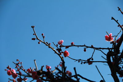 Low angle view of pink flowers against clear sky