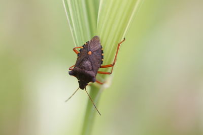 Close-up of insect on plant