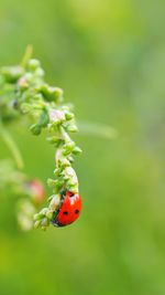 Close-up of ladybug on flower