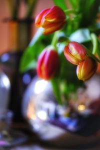 Close-up of multi colored tulip on plant