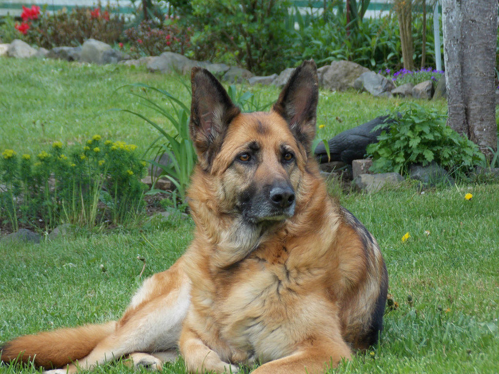 dog, pets, german shepherd, grass, one animal, domestic animals, animal themes, looking at camera, portrait, day, mammal, outdoors, sitting, no people, close-up