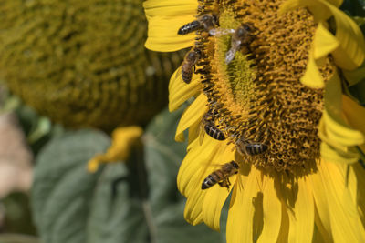 Close-up of bee on sunflower