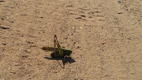 High angle view of insect on sand